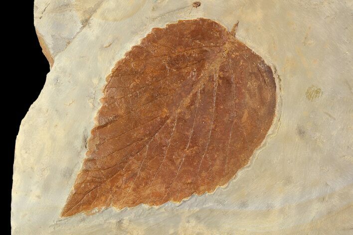 Fossil Leaf (Beringiaphyllum) - Montana #93672